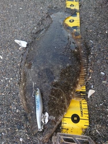 ヒラメの釣果
