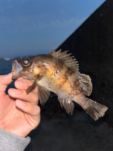 アカメバルの釣果