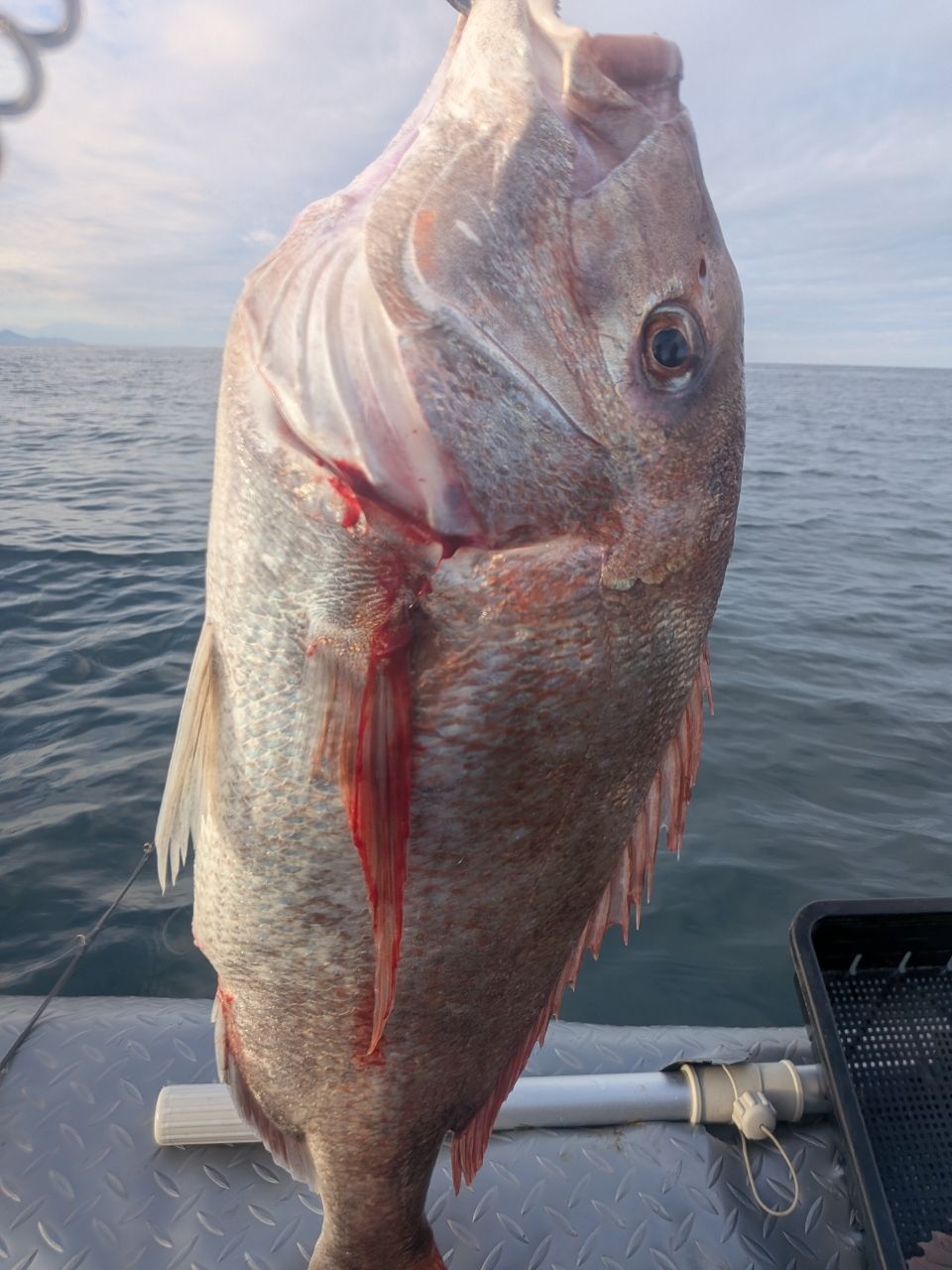 DAIWA 22紅牙 X 69HB-Sの最安値・インプレ・釣果 | 本音の口コミが