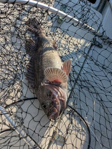 クロソイの釣果