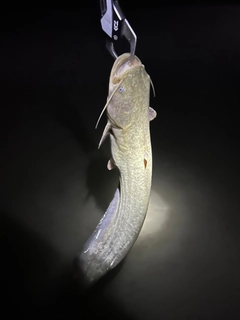 ニホンナマズの釣果