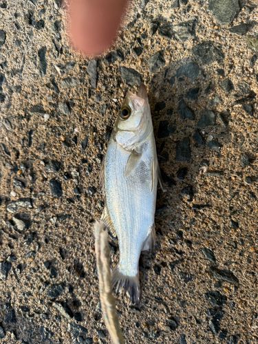 セイゴ（マルスズキ）の釣果