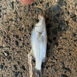 セイゴ（マルスズキ）