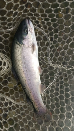 レインボートラウトの釣果