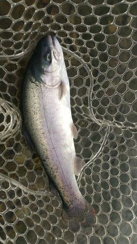 加賀フィッシングエリア