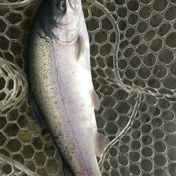 レインボートラウト