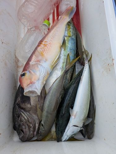 マアジの釣果