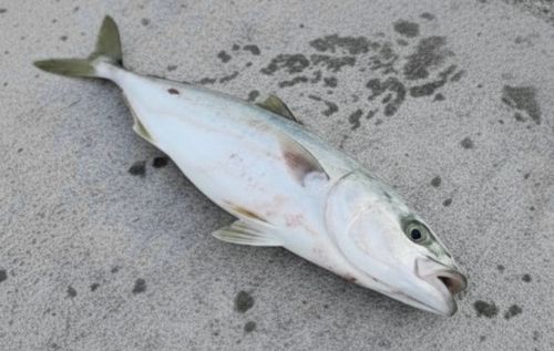 金沢水際線緑地（福浦岸壁）