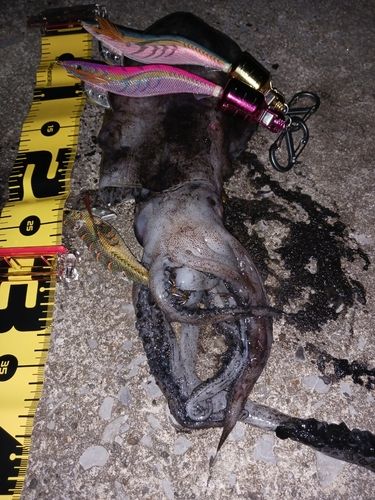 アオリイカの釣果