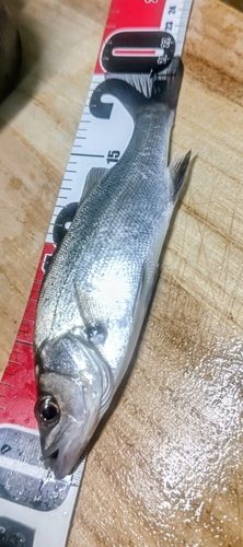 セイゴ（マルスズキ）の釣果