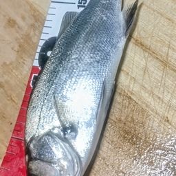 セイゴ（マルスズキ）