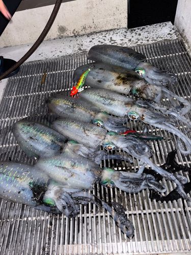 アオリイカの釣果