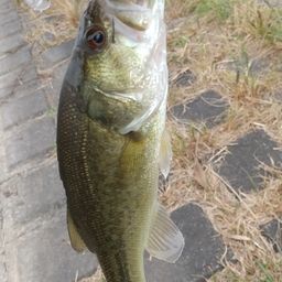 ラージマウスバス