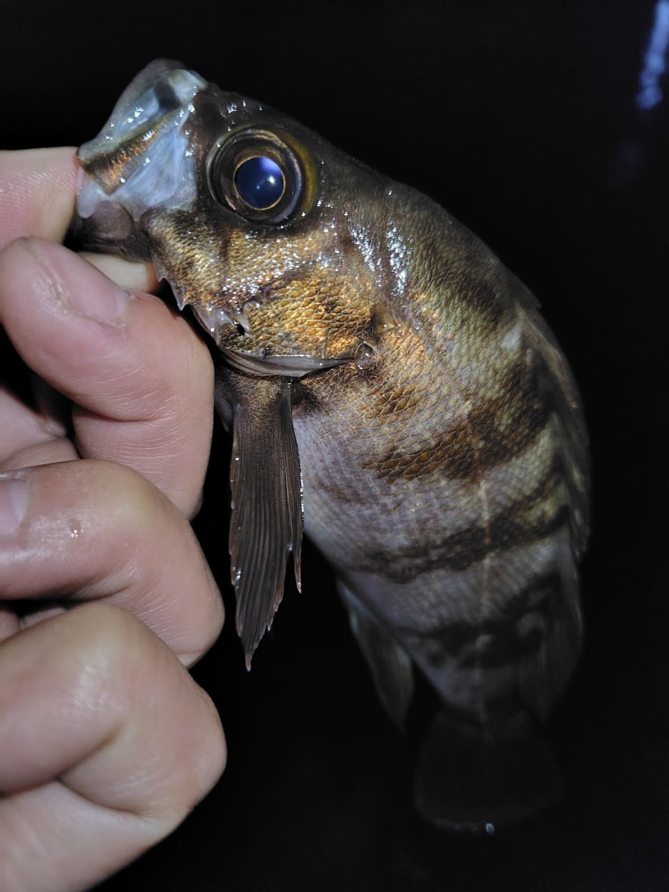 オリンピック　コルトUX 20GCORUS-6102L-HS オリムピック(OLYMPIC) (ナチュラム限定)20 CORTO UX(コルトUX