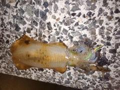 アオリイカの釣果