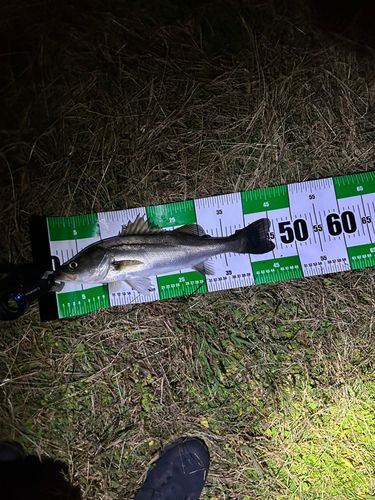 フッコ（マルスズキ）の釣果