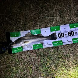 フッコ（マルスズキ）