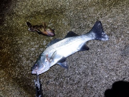 ヒラスズキの釣果