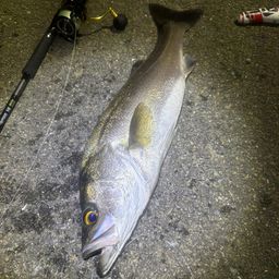 セイゴ（ヒラスズキ）