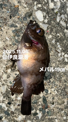 メバルの釣果