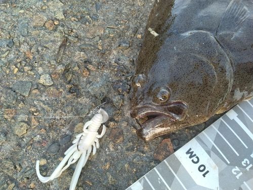 ヒラメの釣果