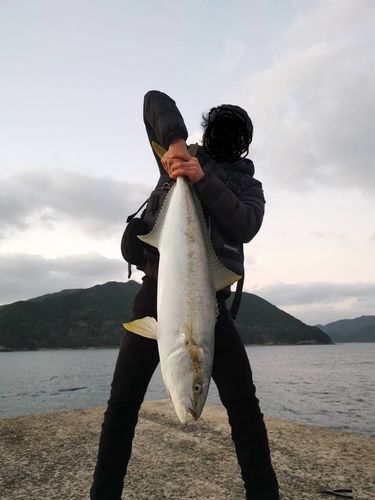 ヒラマサの釣果