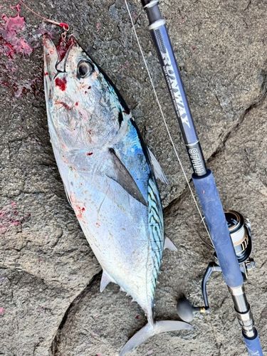 スマカツオの釣果