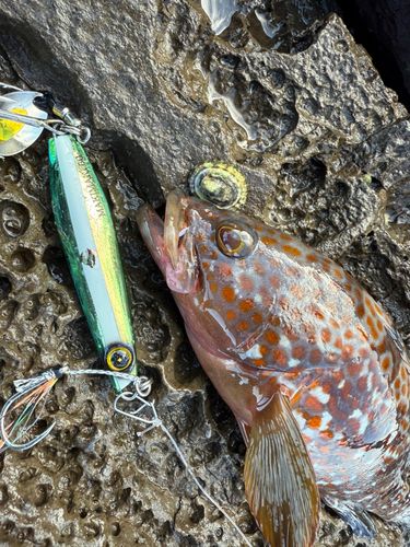 キジハタの釣果