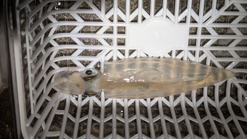 ヤリイカの釣果