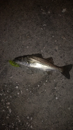 セイゴ（ヒラスズキ）の釣果