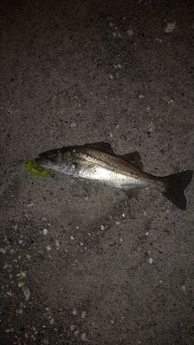 セイゴ（ヒラスズキ）の釣果