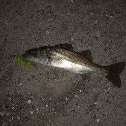 セイゴ（ヒラスズキ）