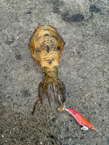 アオリイカの釣果