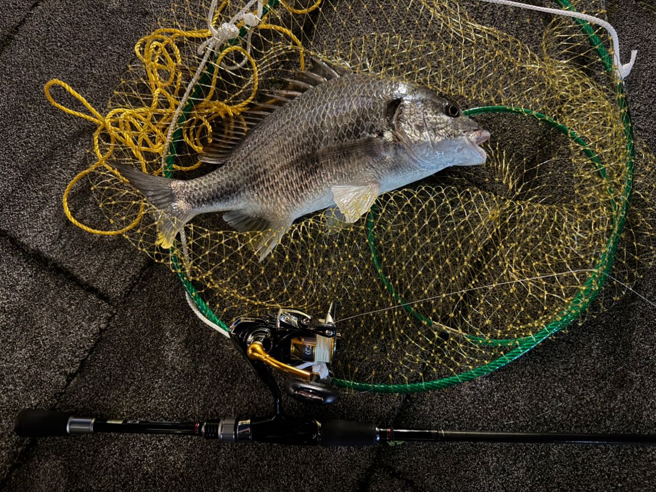 DAIWA 20クロスビート SW 746TULの最安値・インプレ・釣果 | 本音の