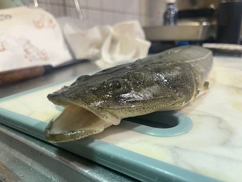 常滑りんくう釣り護岸