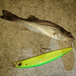 セイゴ（マルスズキ）