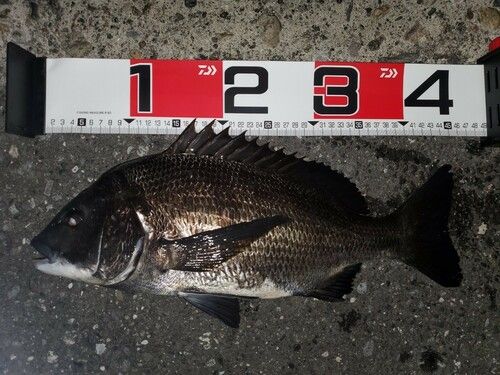 クロダイの釣果