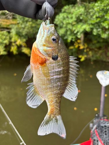 ブルーギルの釣果