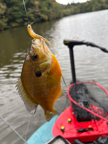 ブルーギルの釣果