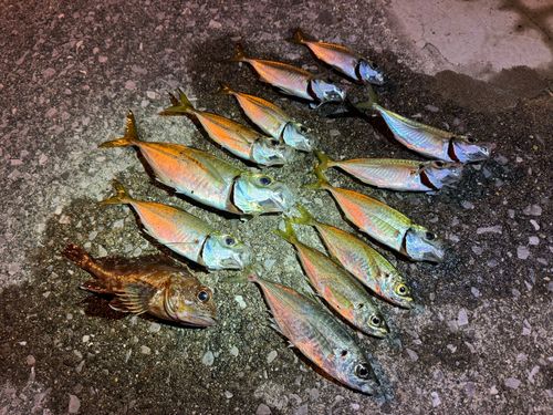 アジの釣果