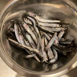 カタクチイワシ