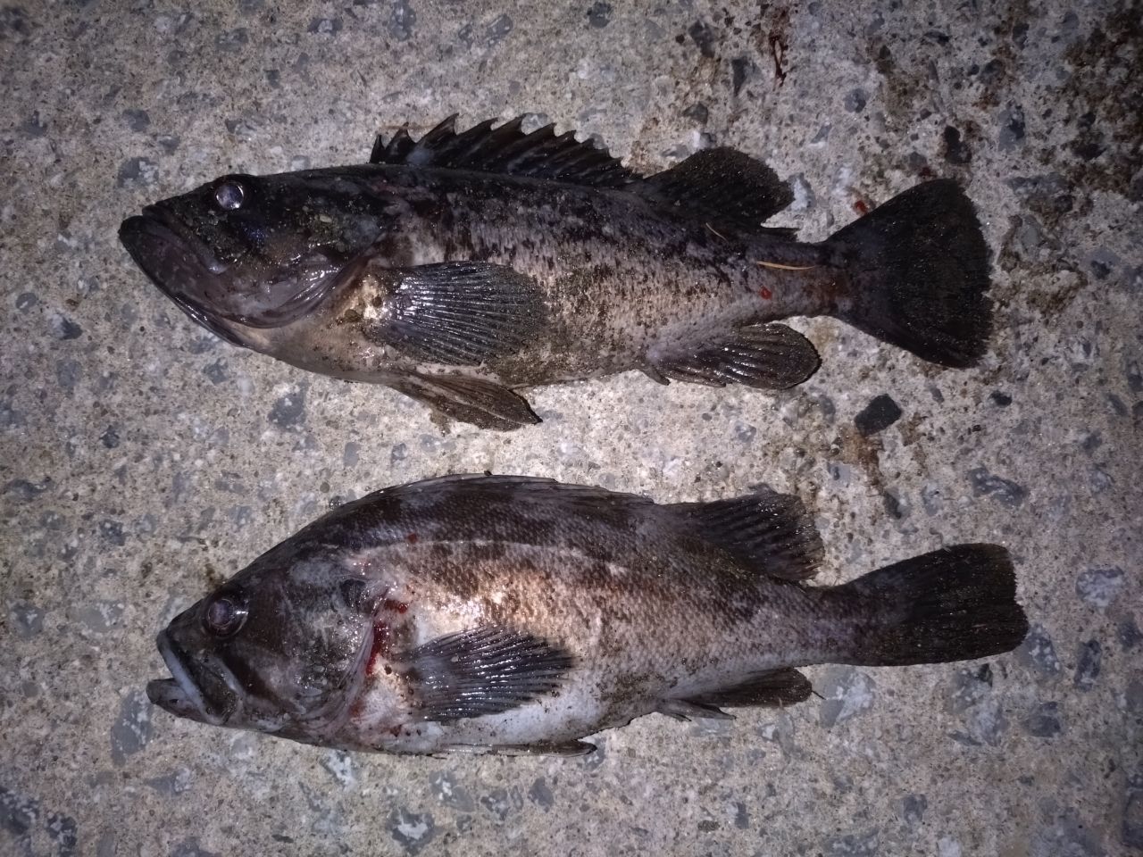 DAIWA 21ラブラックス AGS 90Lの最安値・インプレ・釣果 | 本音