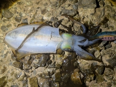 アオリイカの釣果