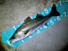 マルスズキの釣果