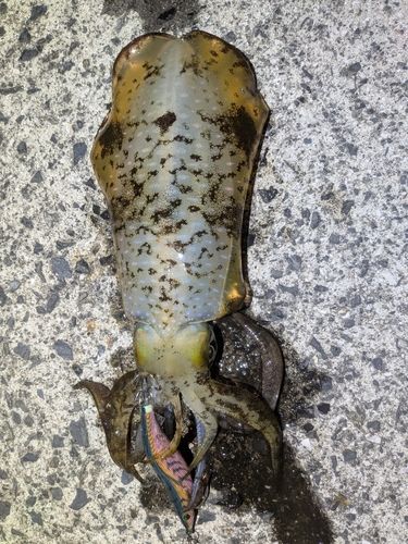 アオリイカの釣果