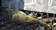 シロサバフグの釣果