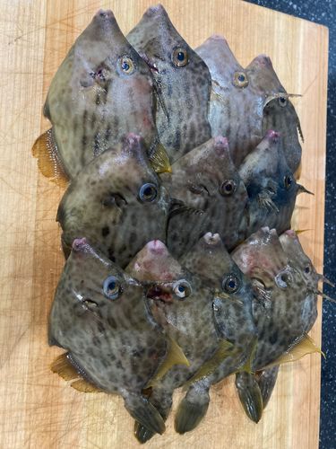 カワハギの釣果