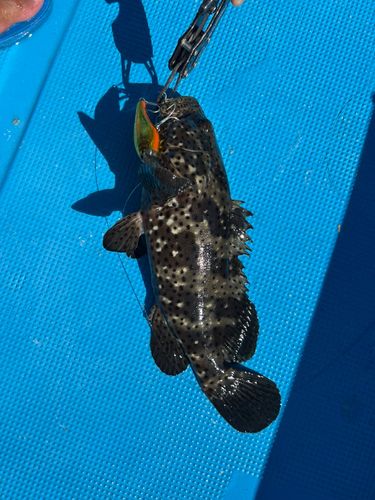 チャイロマルハタの釣果