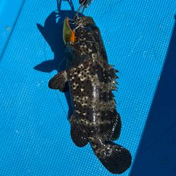 チャイロマルハタ