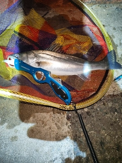 フッコ（マルスズキ）の釣果